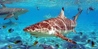 Shark Feeding